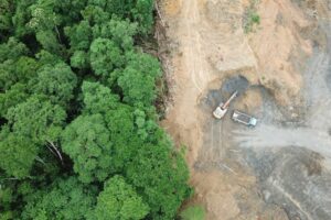 Deforestasi: Apa itu, Penyebab, Dampak, dan Pencegahan