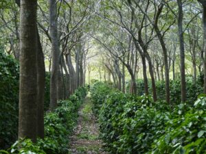 Agroforestri: Solusi Pemanfaatan Lahan yang Menggabungkan Pertanian dan Kehutanan