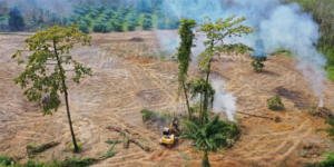 5 Big Threats of Deforestation