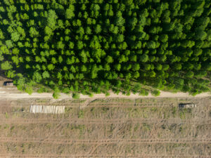 Navigating the Crossroads: Understanding the Complex Dynamics of Deforestation in Indonesia