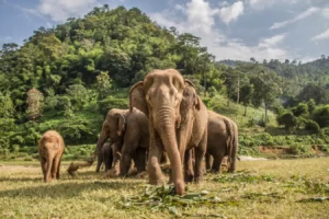5 Hewan yang Paling Terdampak dan Terancam Punah Akibat Perubahan Iklim