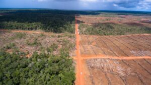 Ancaman yang Bisa Timbul dari Tindakan Pembabatan Hutan Papua