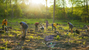 planting