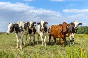 Kentut Sapi dan Pemanasan Global