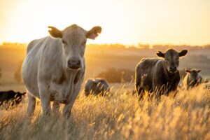 Kentut Sapi dan Pemanasan Global