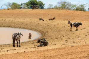 Perubahan Iklim dan Flora Fauna: Apa yang Bisa Terjadi?