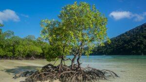 Melihat Potensi Blue Carbon Indonesia dari Kawasan Hutan Mangrove