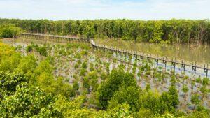 Program Rehabilitasi Mangrove, Mengapa Penting dan Cerita dari Kampung Laut Cilacap