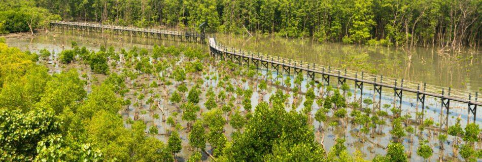 Program Rehabilitasi Mangrove, Mengapa Penting dan Cerita dari Kampung Laut Cilacap