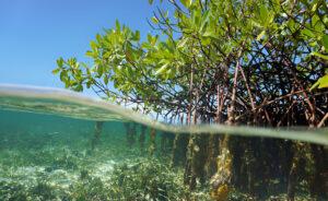 Penyerap Karbon Luar Biasa: Pohon Mangrove, Petai, dan Durian