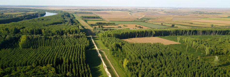 agroforestry