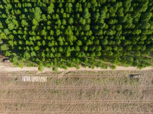 Mengapa Bisnis Perlu Peduli pada Masalah Deforestasi