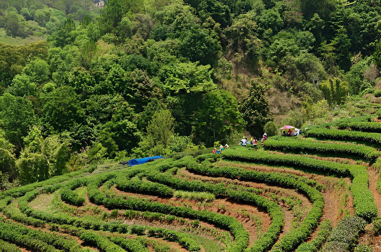 agroforestry